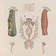 Illustrations of sea cucumbers and their anatomy, 1830 – 1833
